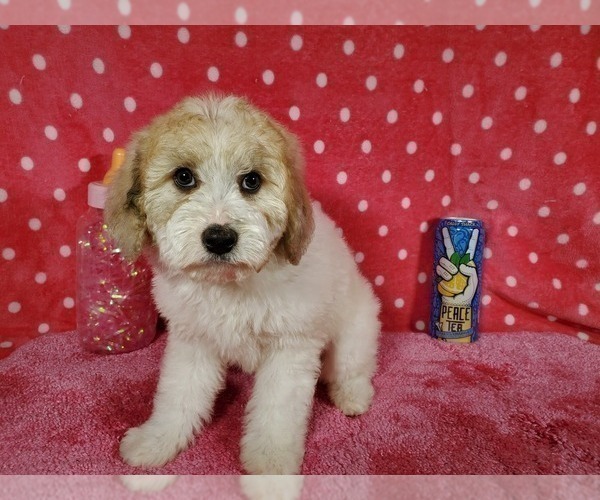 Medium Photo #7 Goldendoodle-Poodle (Toy) Mix Puppy For Sale in BLACK FOREST, CO, USA