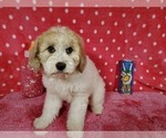 Small Photo #7 Goldendoodle-Poodle (Toy) Mix Puppy For Sale in BLACK FOREST, CO, USA
