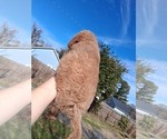 Small Photo #123 Goldendoodle (Miniature) Puppy For Sale in GASTONIA, NC, USA