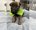 Small Photo #111 Belgian Malinois Puppy For Sale in REESEVILLE, WI, USA