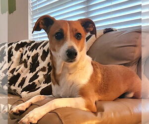 Jack Chi Dogs for adoption in Royal Palm Beach, FL, USA