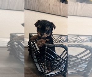 Yorkshire Terrier Puppy for sale in PEARLAND, TX, USA