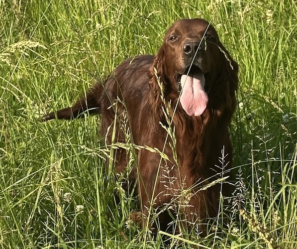 Medium Photo #1 Irish Setter Puppy For Sale in CLEVELAND, TN, USA