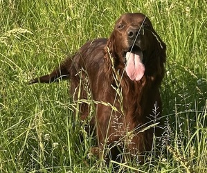 Father of the Irish Setter puppies born on 12/23/2025