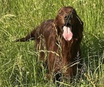 Small Photo #1 Irish Setter Puppy For Sale in CLEVELAND, TN, USA