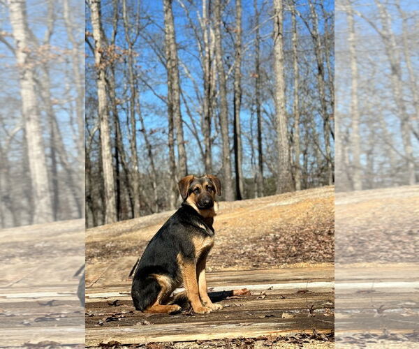 Medium Photo #7 German Shepherd Dog Puppy For Sale in LOGANVILLE, GA, USA