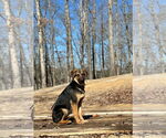 Small #6 German Shepherd Dog