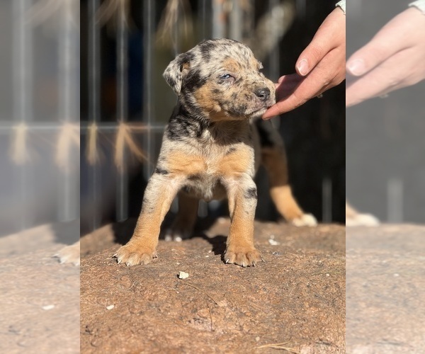 Medium Photo #2 Catahoula Leopard Dog Puppy For Sale in BUSHNELL, IL, USA