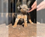 Small #1 Catahoula Leopard Dog