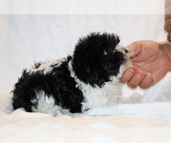 Medium Photo #27 ShihPoo Puppy For Sale in DYERSBURG, TN, USA