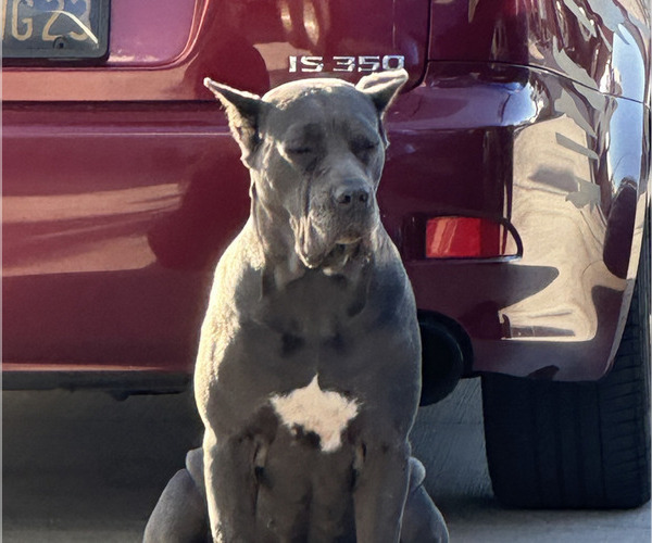 Medium Photo #1 Cane Corso Puppy For Sale in FONTANA, CA, USA