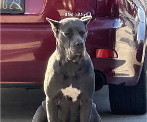 Mother of the Cane Corso puppies born on 03/23/2026
