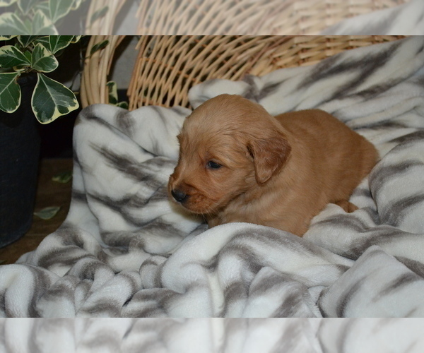 Medium Photo #4 Golden Retriever Puppy For Sale in GREENWOOD, WI, USA