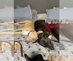 Small #7 American Pit Bull Terrier Mix