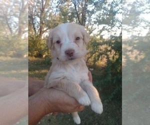 Medium Aussiedoodle Miniature  Mix