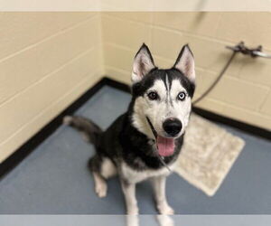 Siberian Husky Dogs for adoption in Denver, CO, USA