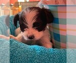 Small Photo #1 Yorkillon Puppy For Sale in CLARE, IL, USA