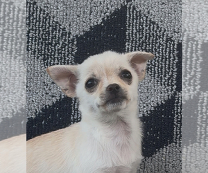 Chihuahua Puppy for sale in EAU CLAIRE, WI, USA