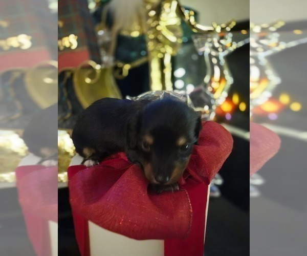 Medium Photo #25 Dachshund Puppy For Sale in SAINT CLOUD, FL, USA