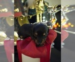 Small Photo #25 Dachshund Puppy For Sale in SAINT CLOUD, FL, USA