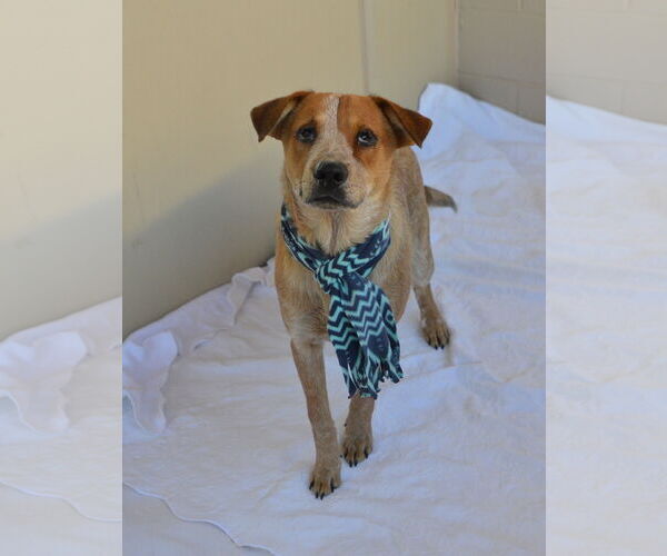 Medium Photo #2 Red Heeler-Unknown Mix Puppy For Sale in McKinney, TX, USA