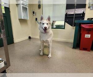 Medium Siberian Husky