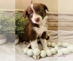 Small Photo #2 Border Collie Puppy For Sale in RIPON, CA, USA