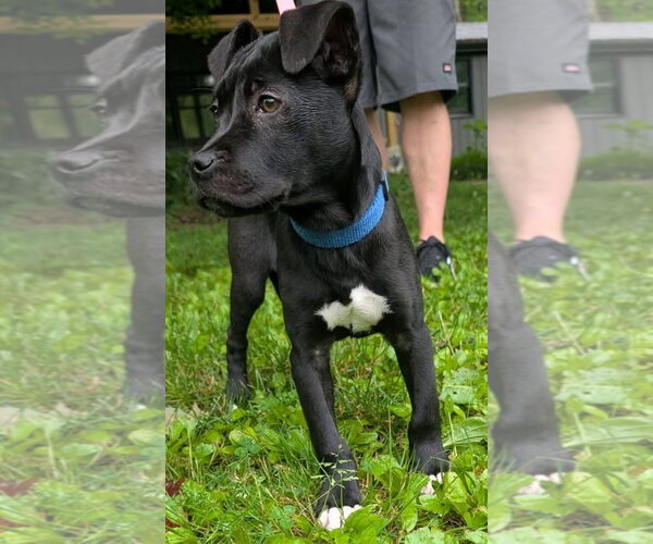 Medium Photo #8 American Pit Bull Terrier-Labrador Retriever Mix Puppy For Sale in Germantown, OH, USA