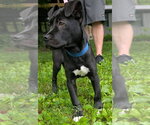 Small #7 American Pit Bull Terrier-Labrador Retriever Mix