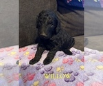 Small #7 Goldendoodle