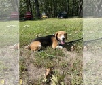 Small Photo #1 Beagle Puppy For Sale in FORDLAND, MO, USA