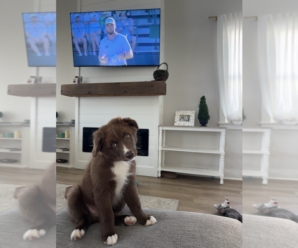 Medium Photo #2 Australian Shepherd Puppy For Sale in PANAMA CITY, FL, USA