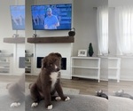 Small #1 Australian Shepherd