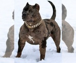 Small Photo #6 American Bully Puppy For Sale in PALMDALE, CA, USA