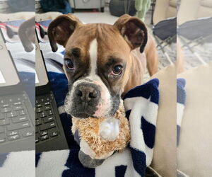 Boxer Dogs for adoption in Dumont, NJ, USA