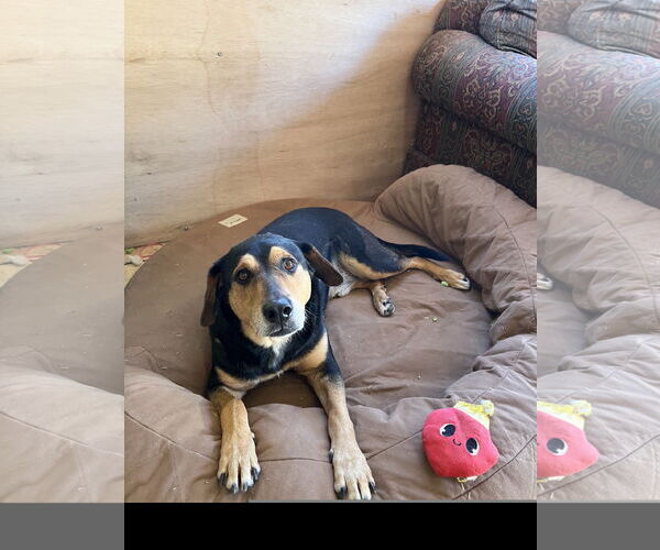 Medium Photo #1 Mutt Puppy For Sale in Tracy City, TN, USA