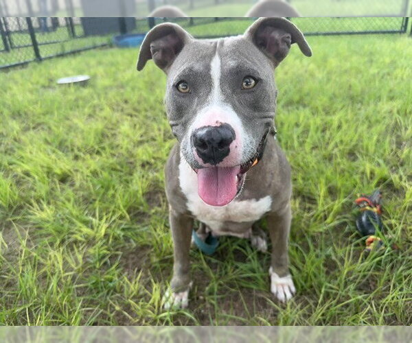 Medium Photo #2 American Pit Bull Terrier-Unknown Mix Puppy For Sale in Ocala, FL, USA