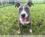 Small #1 American Pit Bull Terrier Mix