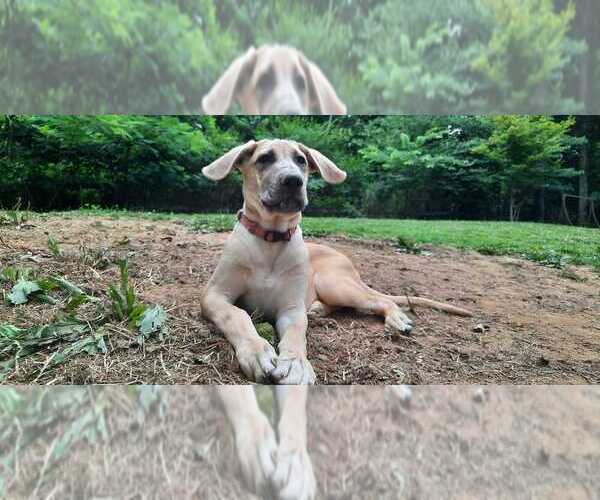 Medium Photo #6 German Shepherd Dog-Great Dane Mix Puppy For Sale in YOUNG HARRIS, GA, USA