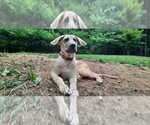 Small Photo #6 German Shepherd Dog-Great Dane Mix Puppy For Sale in YOUNG HARRIS, GA, USA