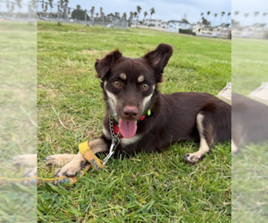 Chiranian Dogs for adoption in San Diego, CA, USA