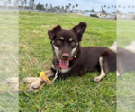 Rufus - Male Chiranian Dog for Adoption - Small photo