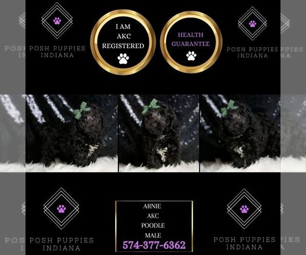 Medium Photo #6 Poodle (Miniature) Puppy For Sale in WARSAW, IN, USA