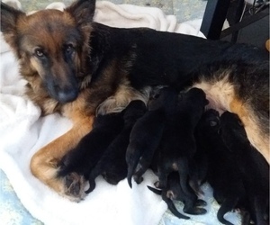 Mother of the German Shepherd Dog puppies born on 02/05/2020