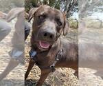 Small #1 Labrador Retriever