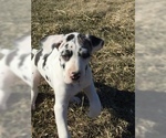 Small Photo #4 Great Dane Puppy For Sale in BUNCETON, MO, USA
