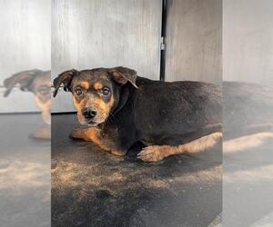 Rottweiler-Unknown Mix Dogs for adoption in San Antonio, TX, USA