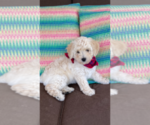 Small Photo #1 F2 Aussiedoodle Puppy For Sale in PENSACOLA, FL, USA
