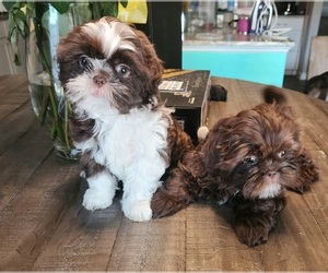 Shih Tzu Puppy for Sale in COVINGTON, Georgia USA