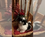 Small Photo #8 Shih Tzu Puppy For Sale in BRIDGETON, NJ, USA